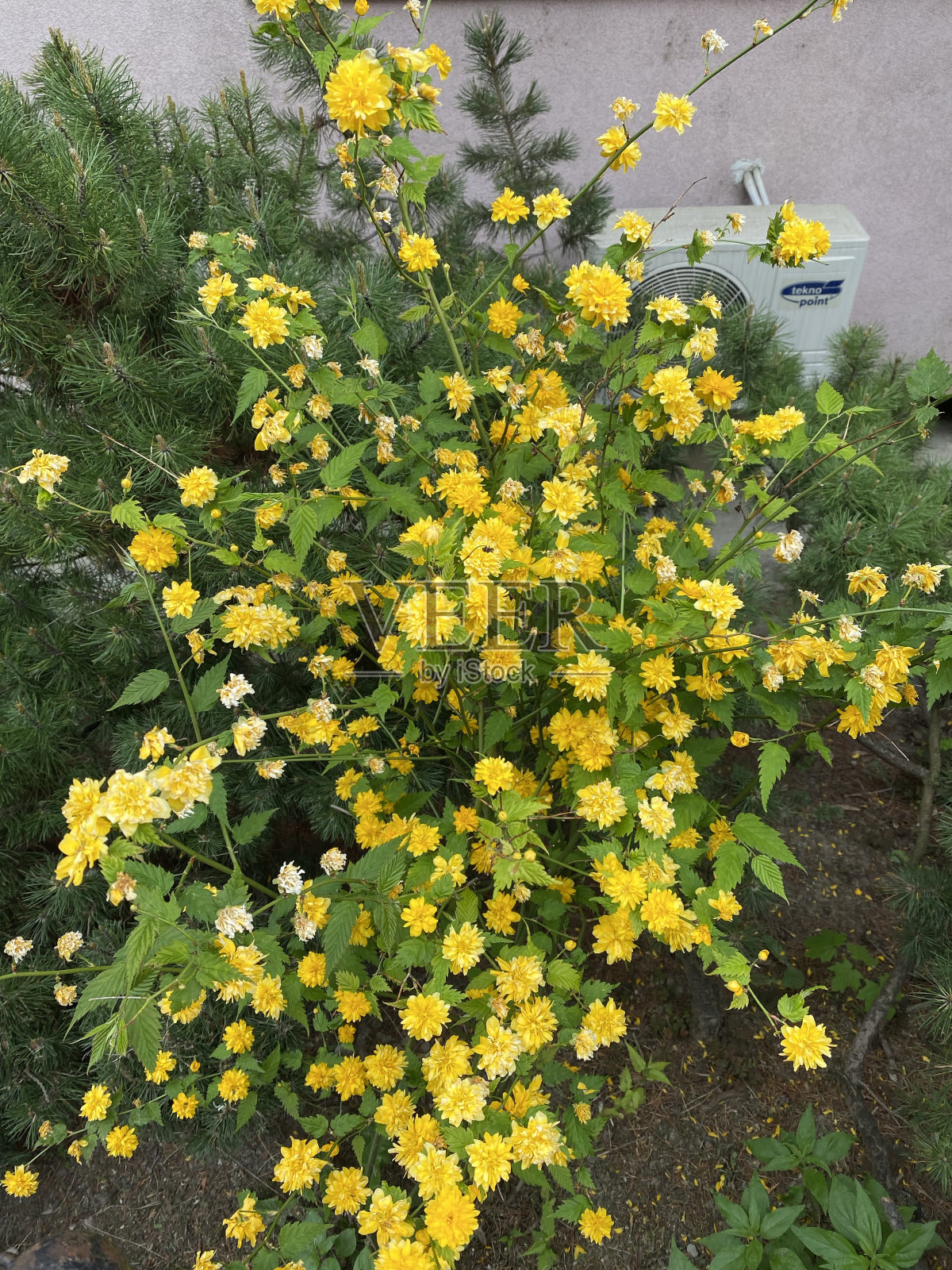 小灌木上有一束黄色的花照片摄影图片