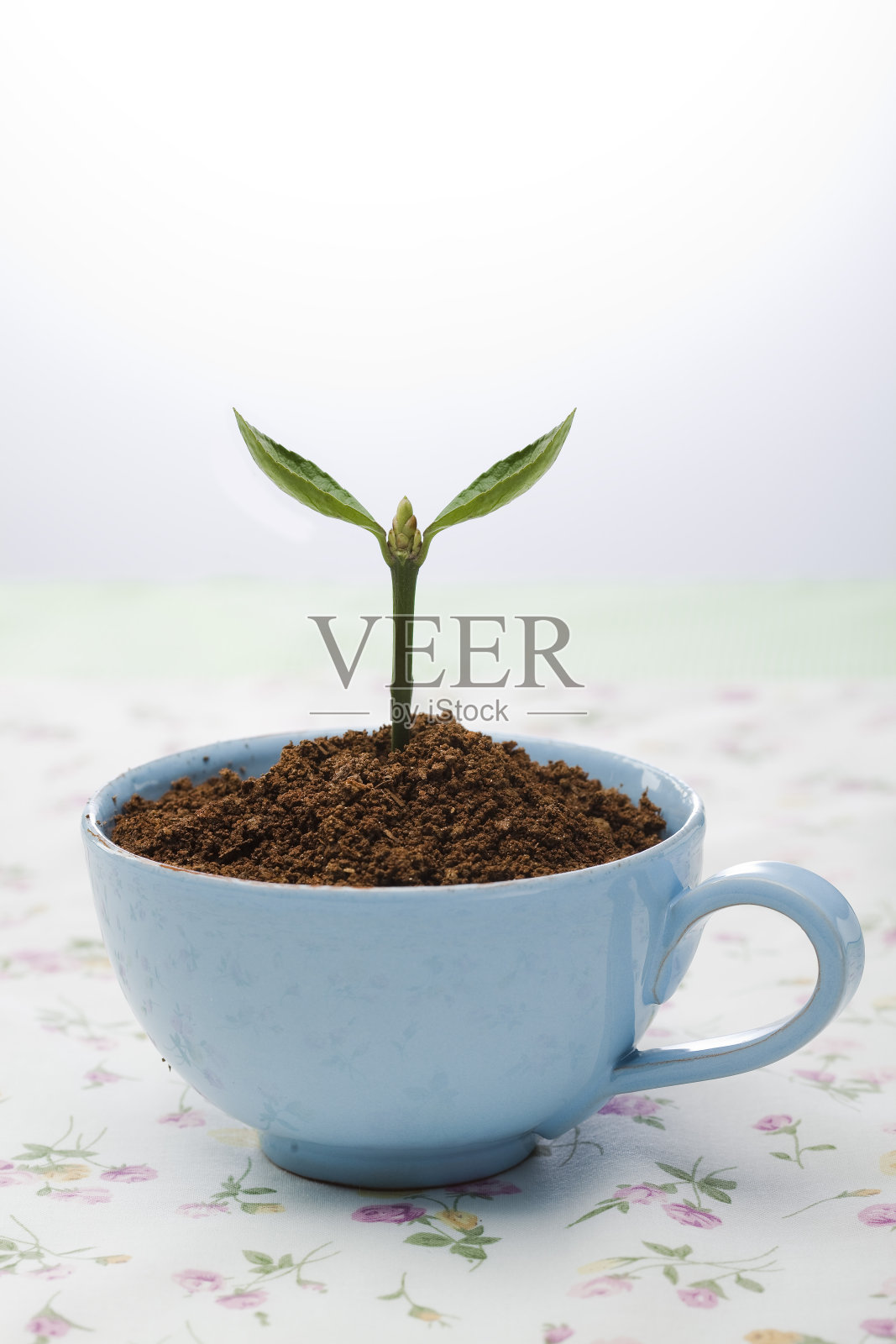 豆芽和咖啡杯照片摄影图片