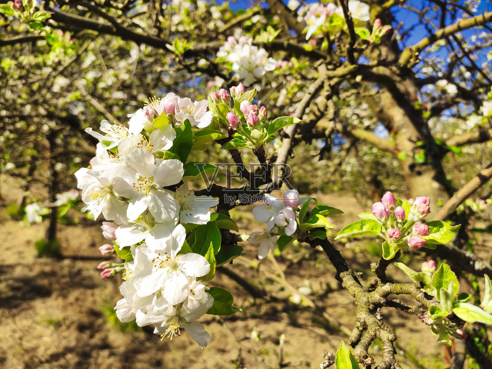 西班牙阿斯图里亚斯，Comarca de la Sidra，纳瓦村附近，春天盛开的苹果树照片摄影图片