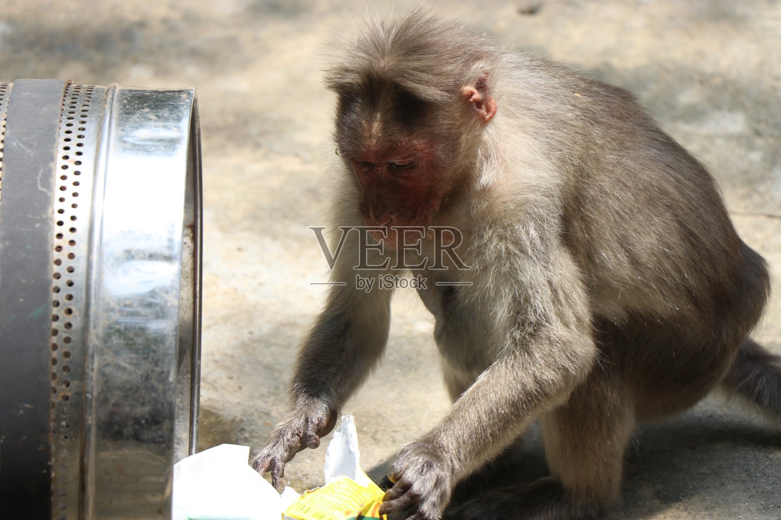 一只猴子在金属垃圾桶里找食物。动物对食物的需求和饥饿的概念照片摄影图片