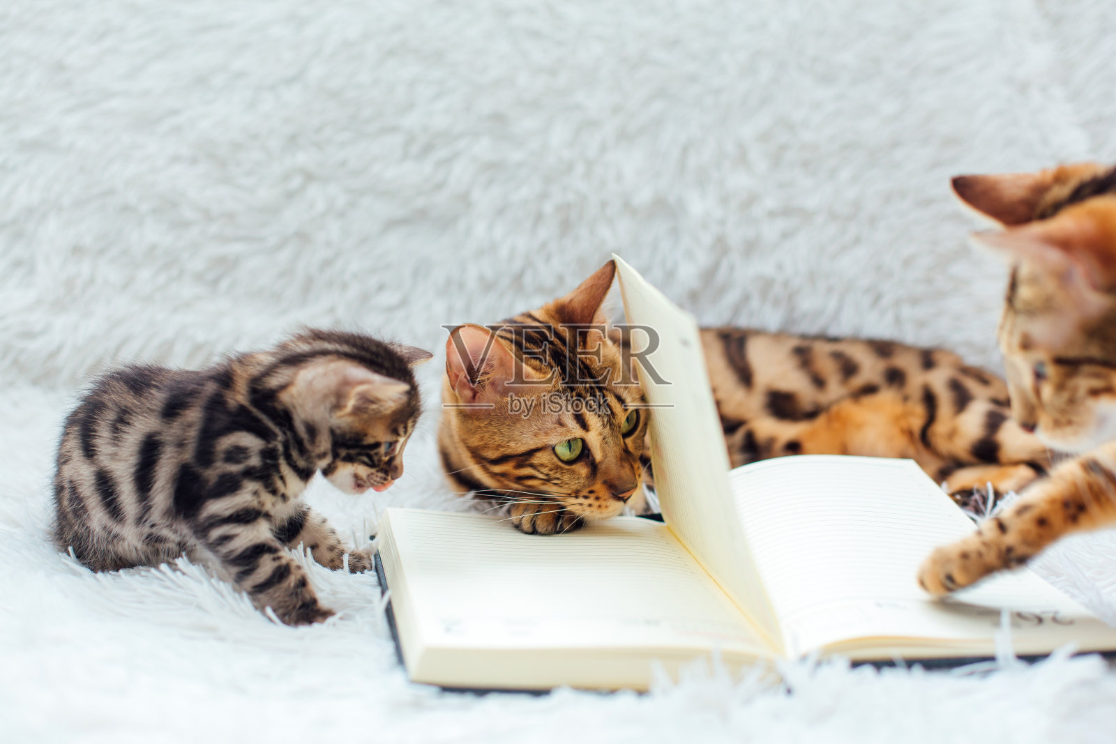 孟加拉猫和她的小猫咪躺在白色的愤怒毯子上，玩日记照片摄影图片