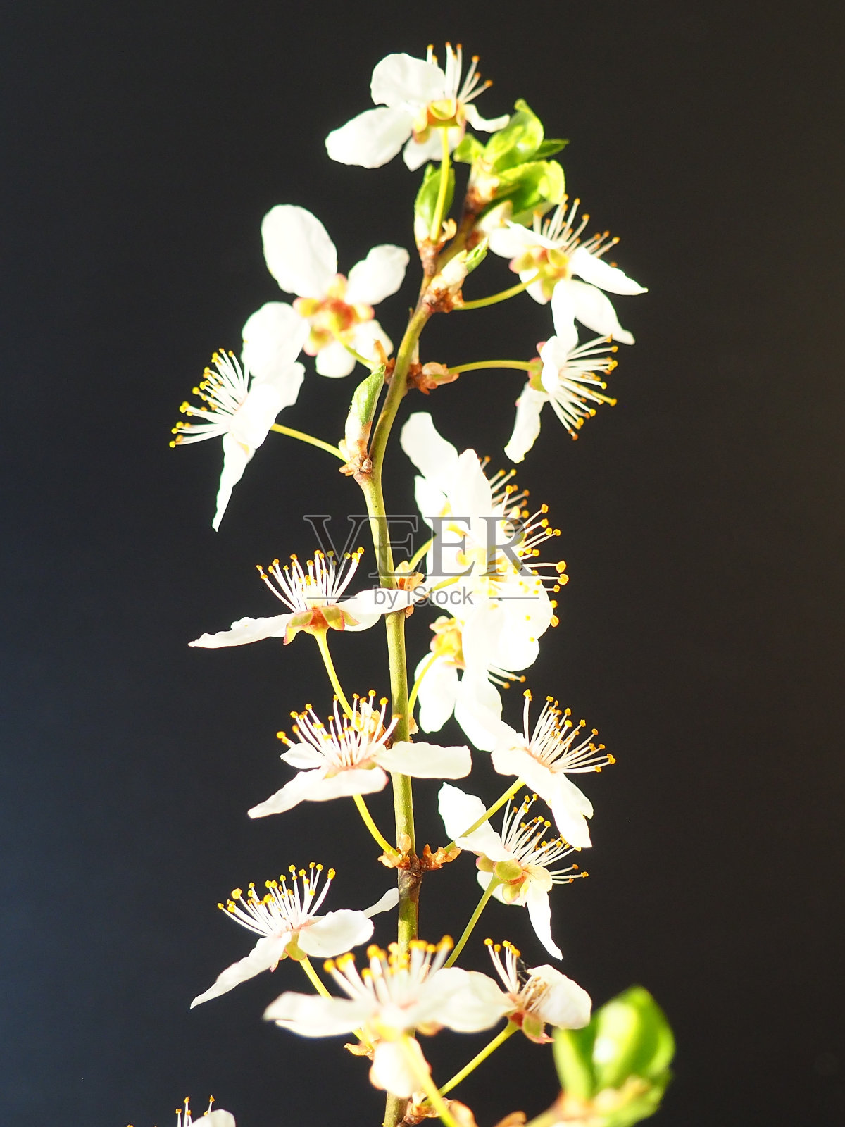 鸟樱桃或樱花在黑色的背景。一个美丽的白花树枝的特写。明亮的春天的气味。樱，又称鸟樱桃、杨梅、海莓或五月天树。照片摄影图片