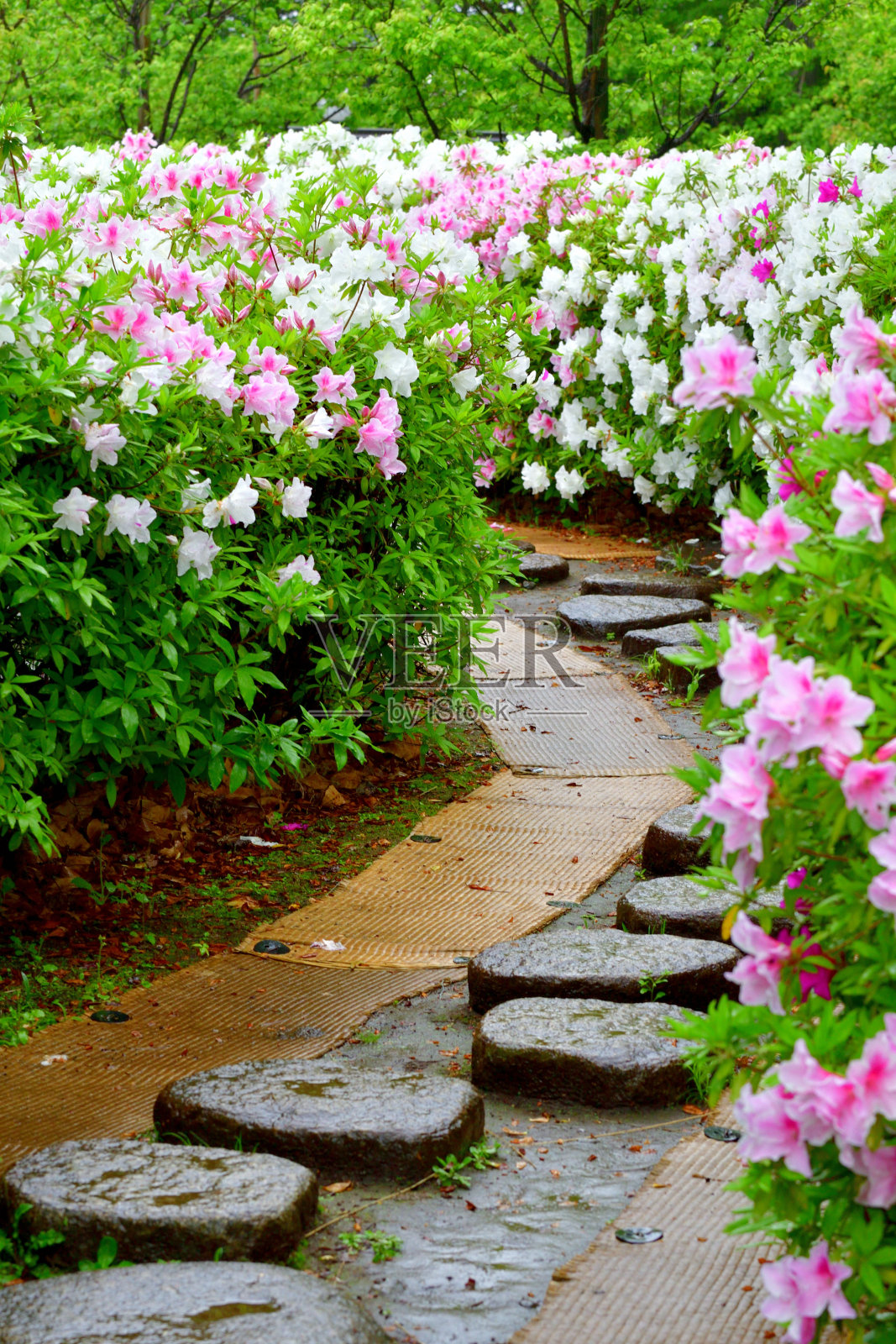 日本公园里盛开的杜鹃花照片摄影图片