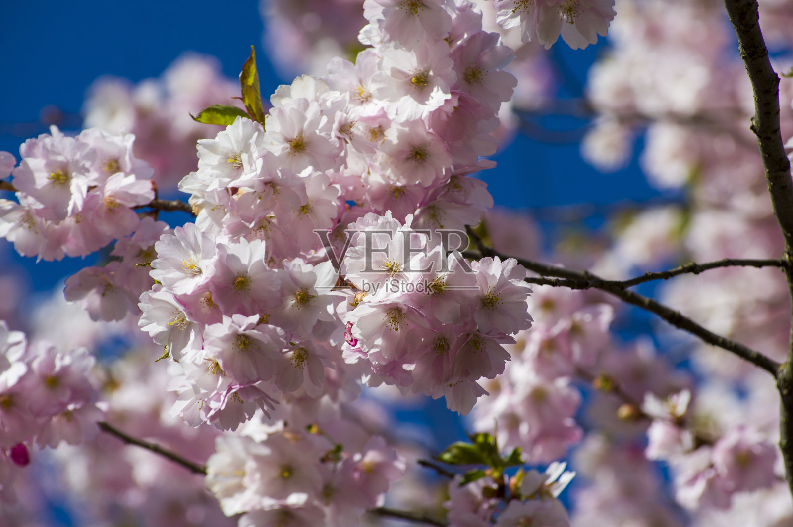 樱花盛开的粉红色花朵的特写照片摄影图片