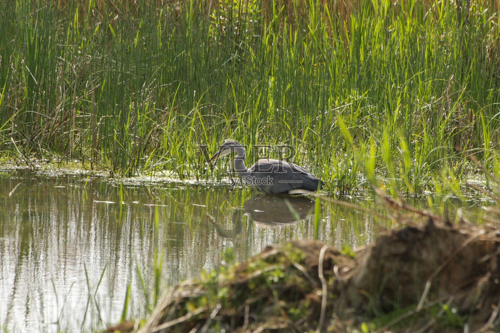 苍鹭在水里照片摄影图片