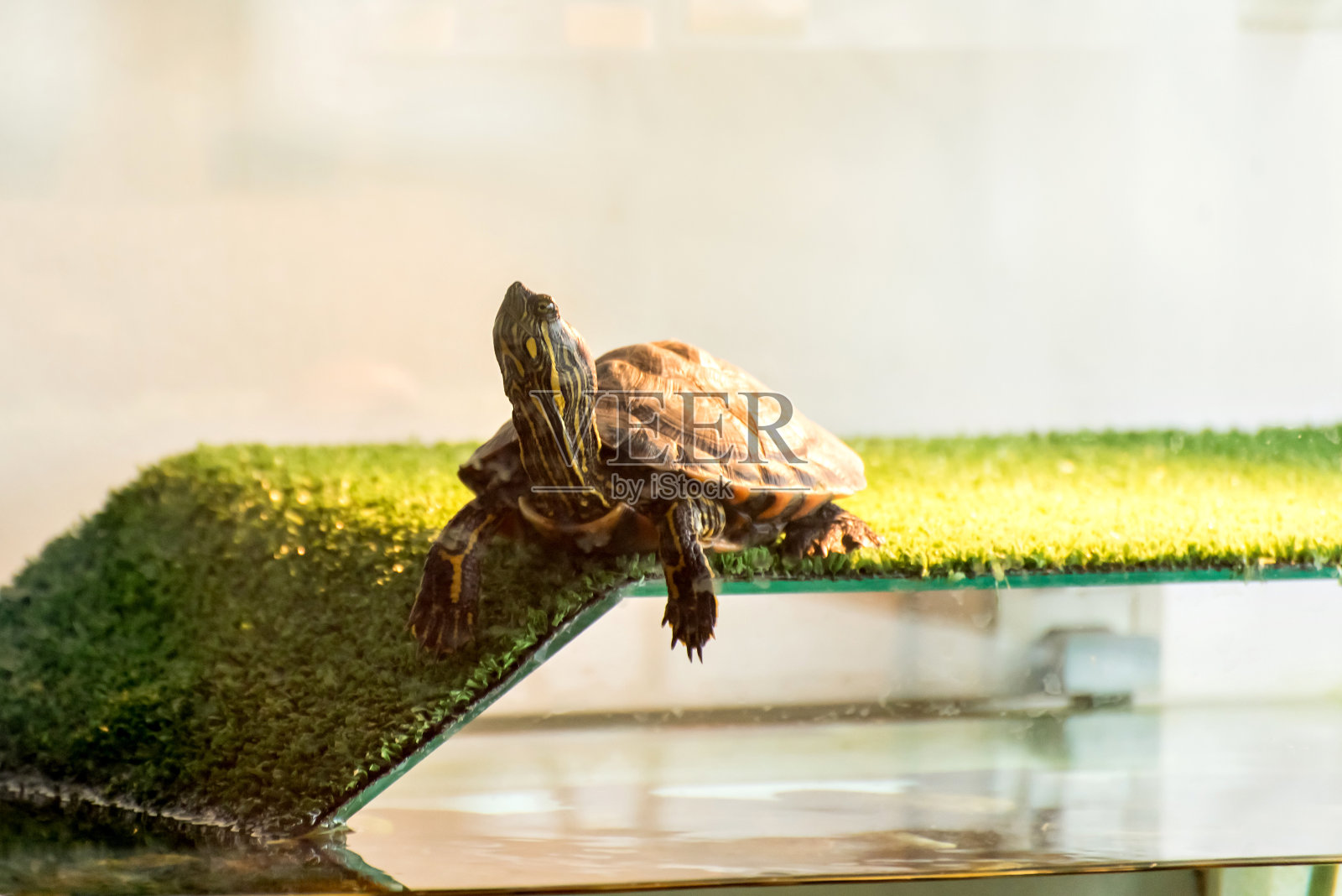 水族馆里的水虎龟日光浴。照片摄影图片