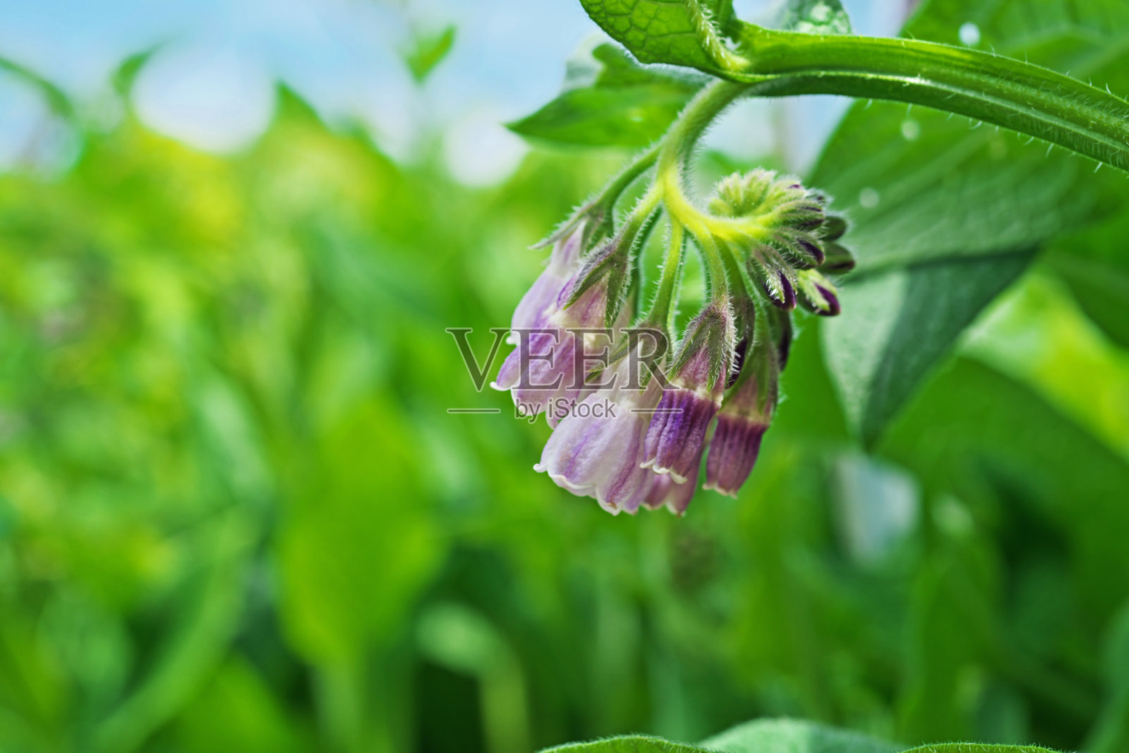 聚合草照片摄影图片