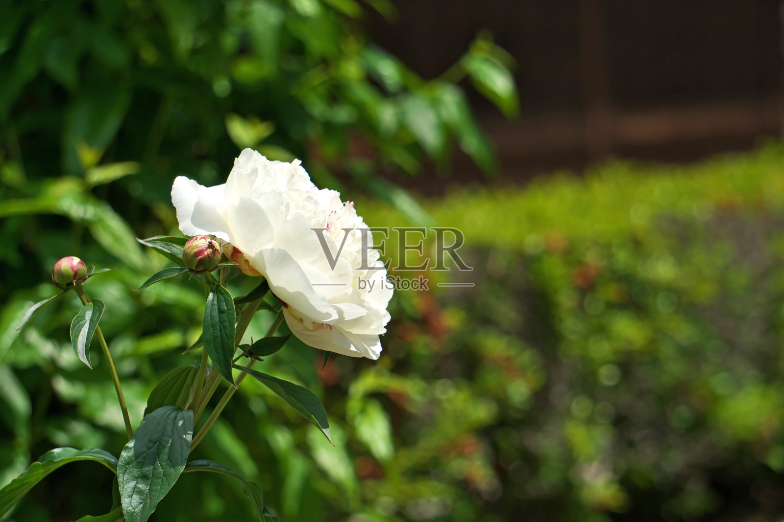 芍药照片摄影图片