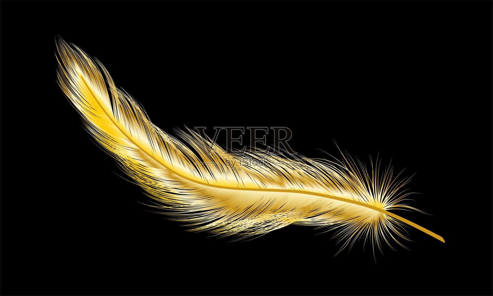 金色羽毛孤立在黑色。设计元素图片