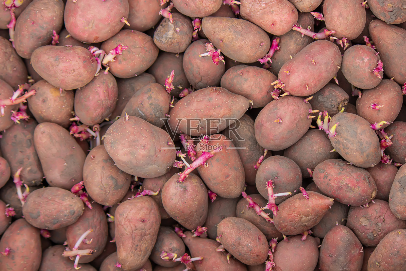 放在盒子里的土豆。照片摄影图片