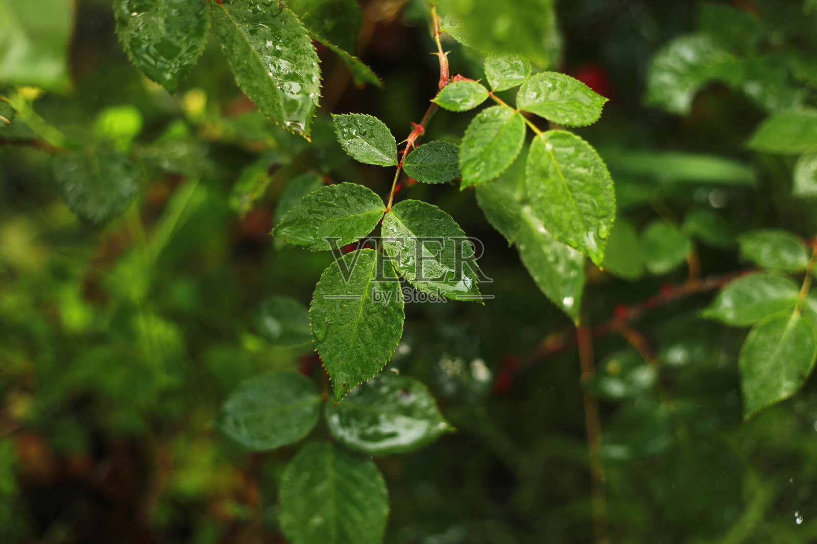 潮湿的叶子和一朵在雨中生长的红玫瑰的特写照片摄影图片