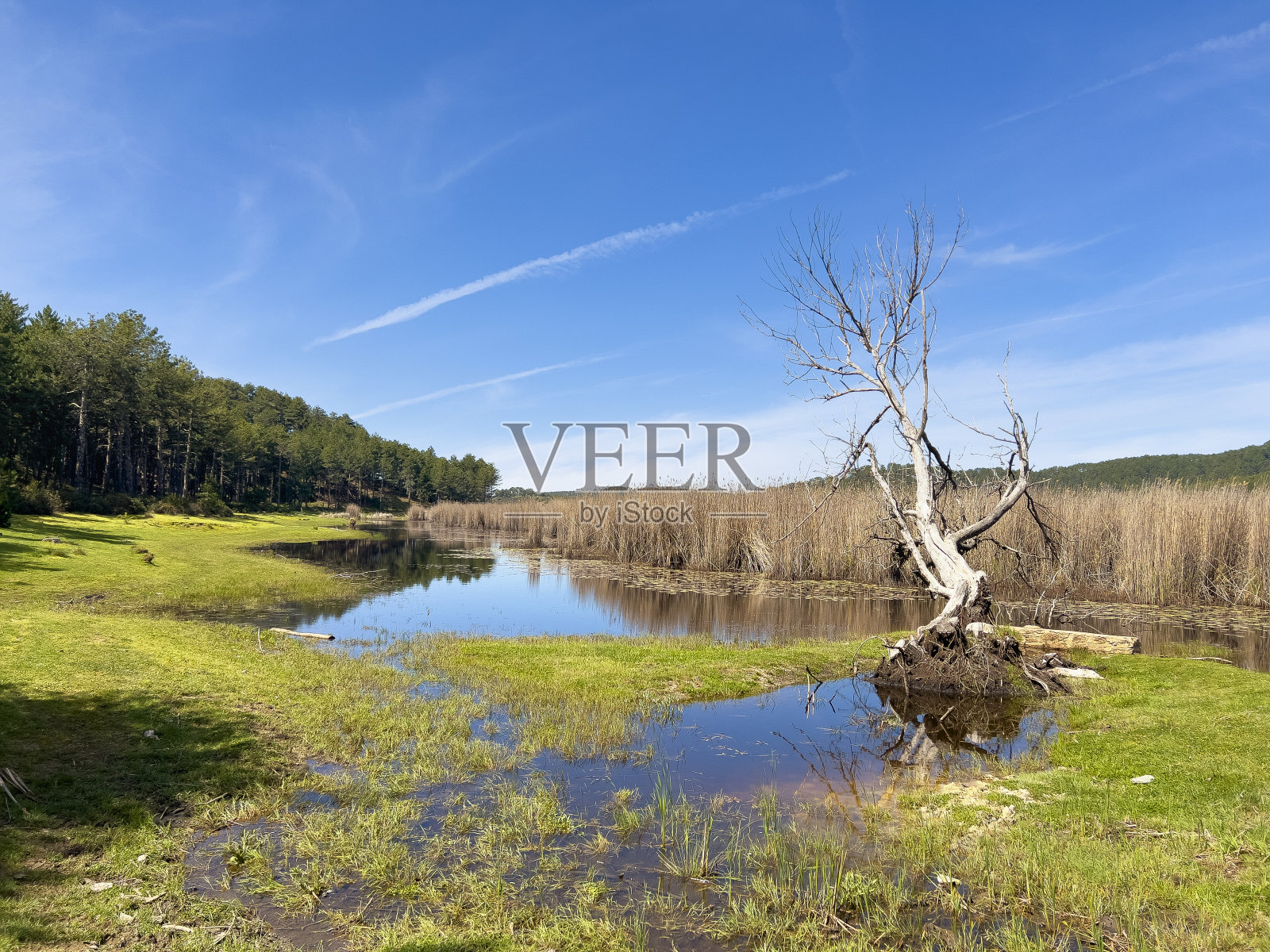 湖边有棵死树照片摄影图片