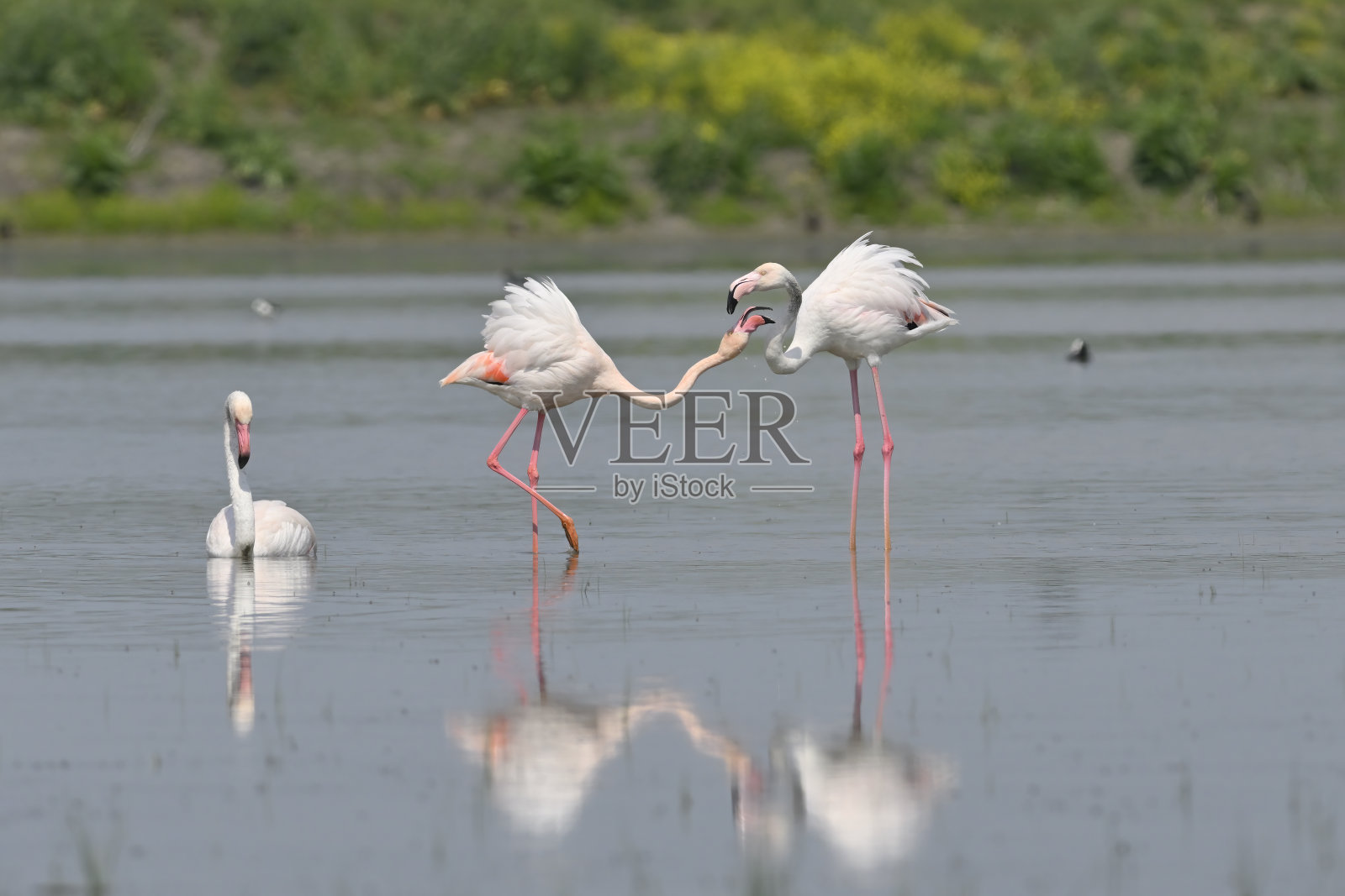 大火烈鸟照片摄影图片