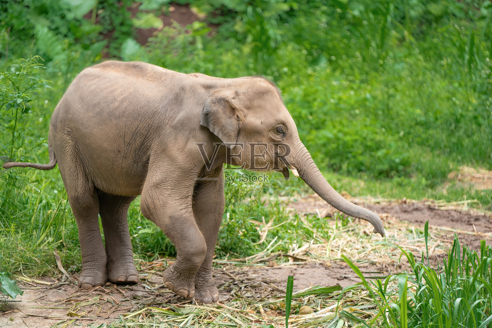 亚洲象在泰国，亚洲象在清迈。大象自然公园，泰国照片摄影图片
