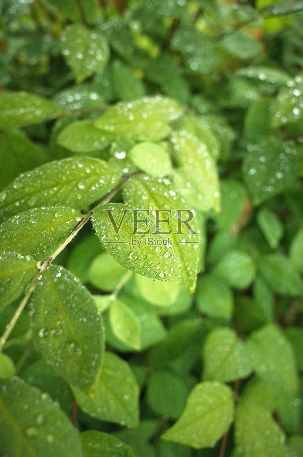 雨天照片摄影图片