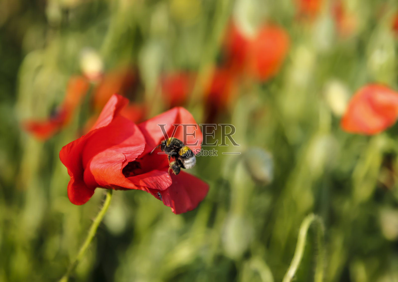 授粉照片摄影图片