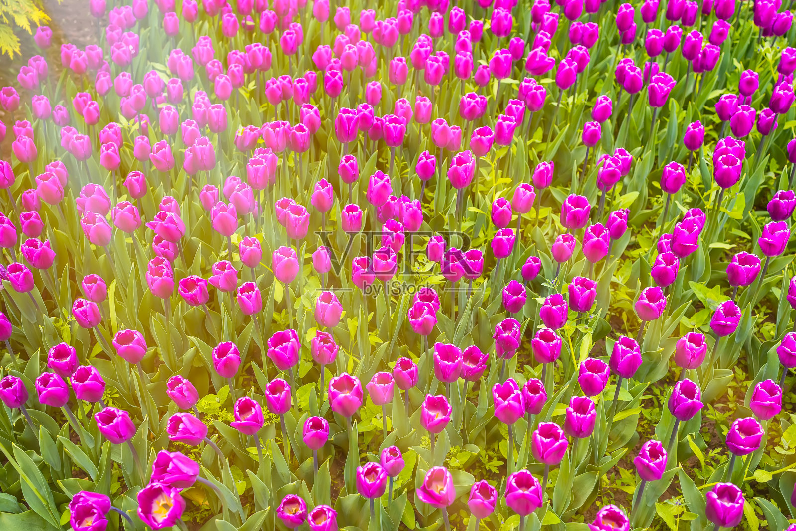 郁金香在阳光下的花园里照片摄影图片