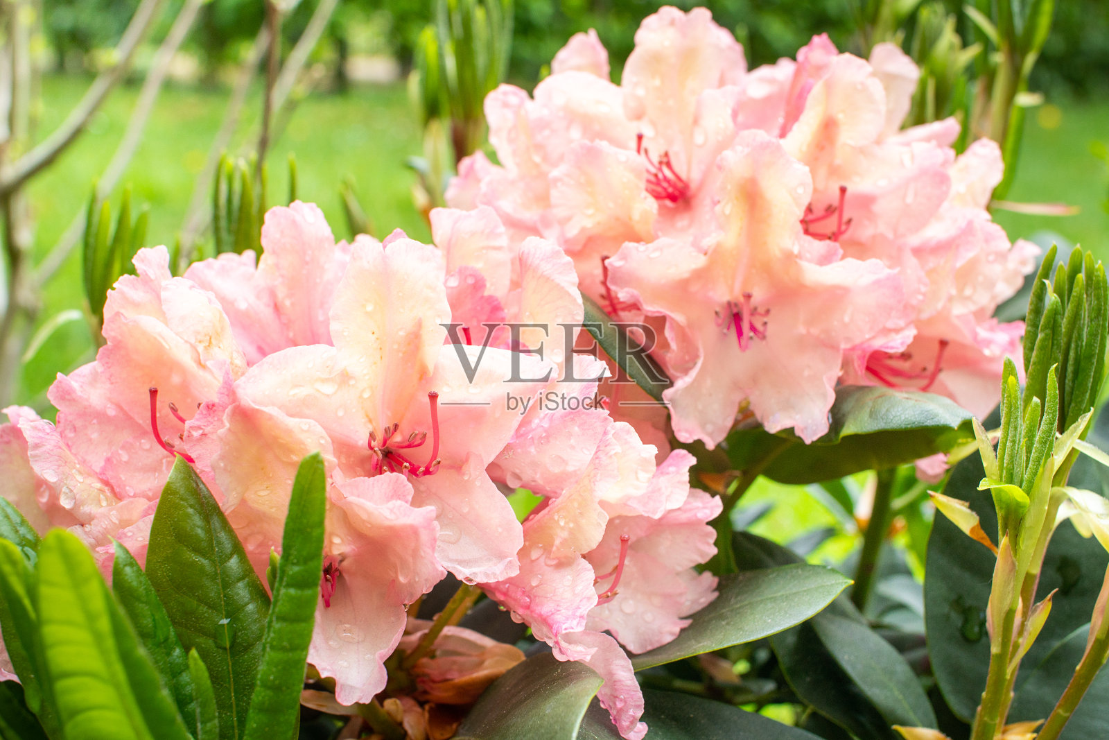 美丽的粉红色杜鹃花照片摄影图片