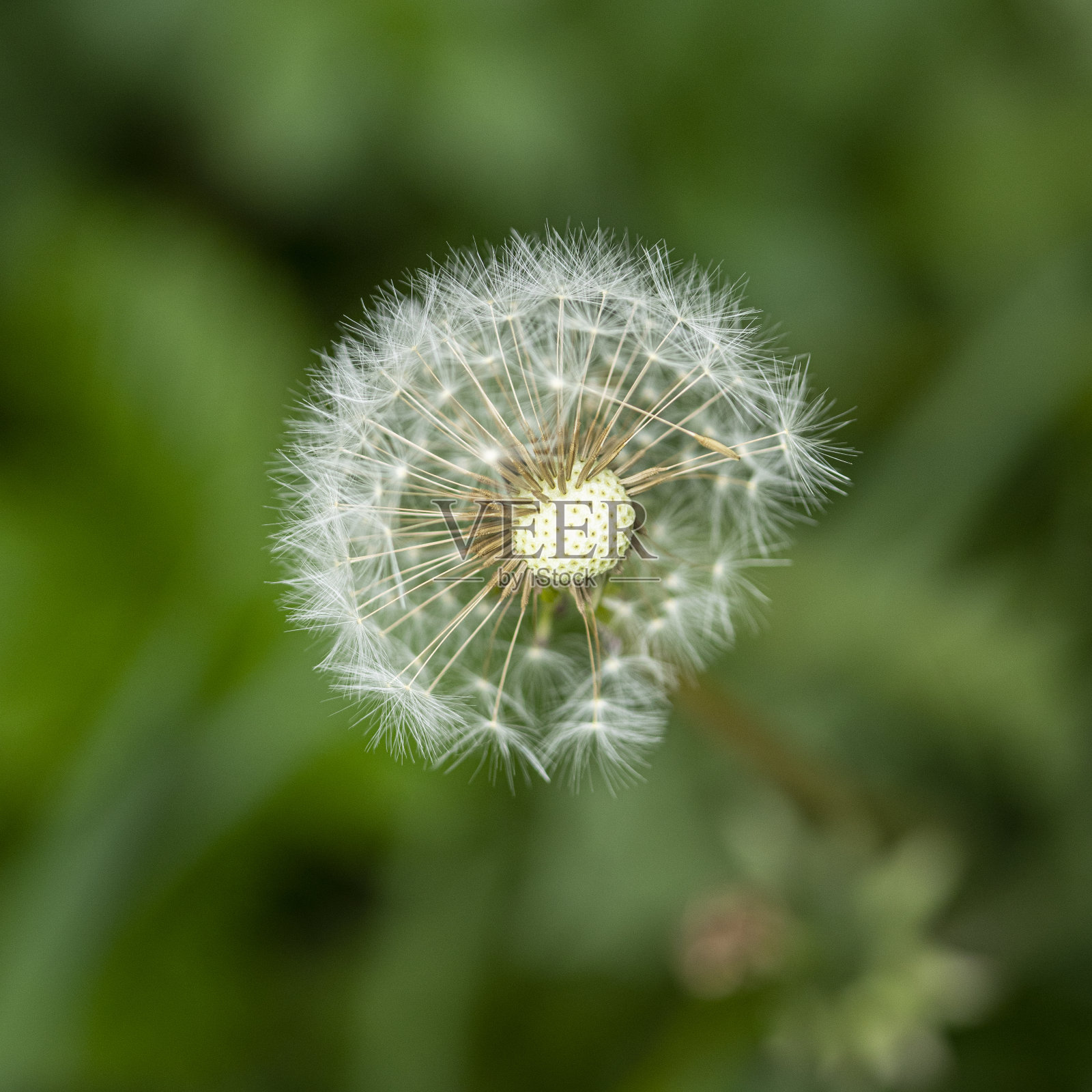 蒲公英的种子照片摄影图片