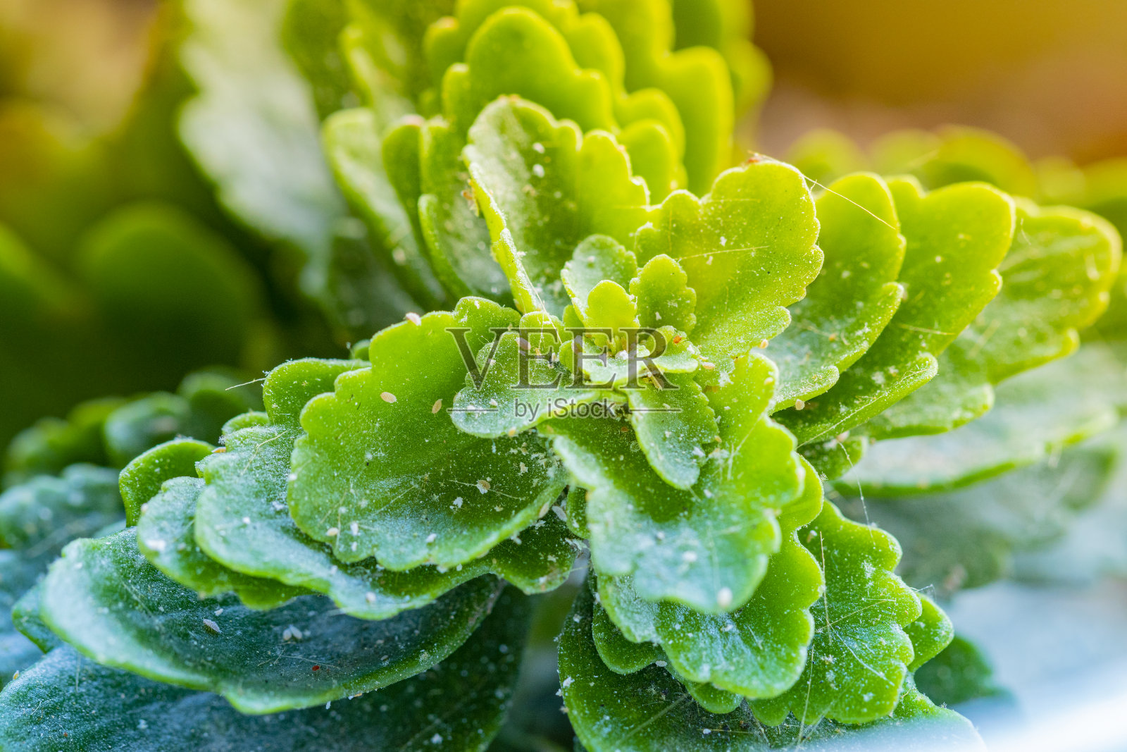 卡兰乔布洛斯费尔迪安娜与假球菌寄生虫照片摄影图片