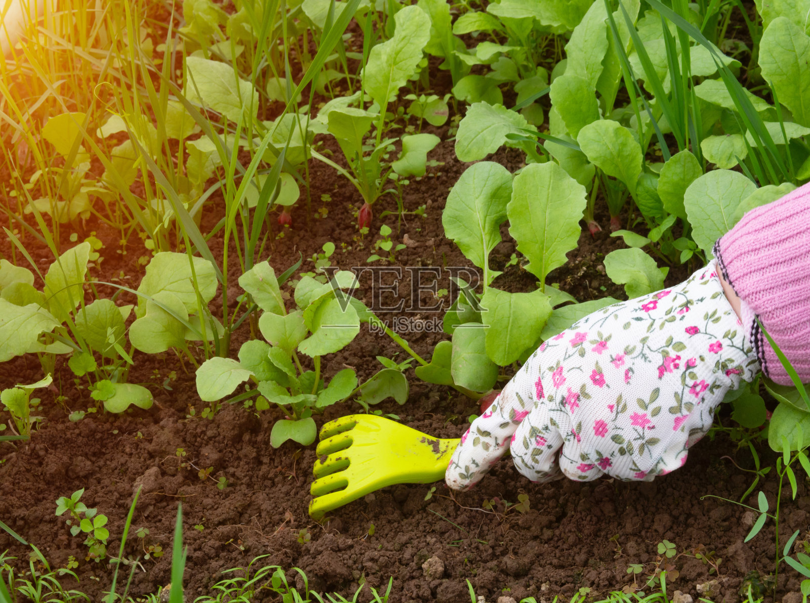 一个女孩在温室里照料萝卜、除草和疏浚地面照片摄影图片