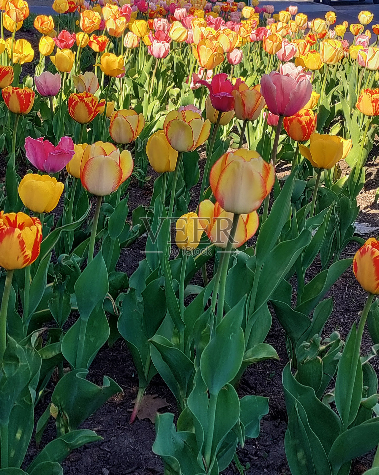 郁金香照片摄影图片