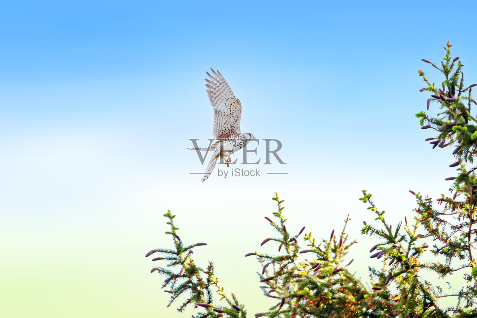 食肉鸟普通秃鹰，在针叶树云杉树枝上飞行。攻击或降落在云杉树上。照片摄影图片