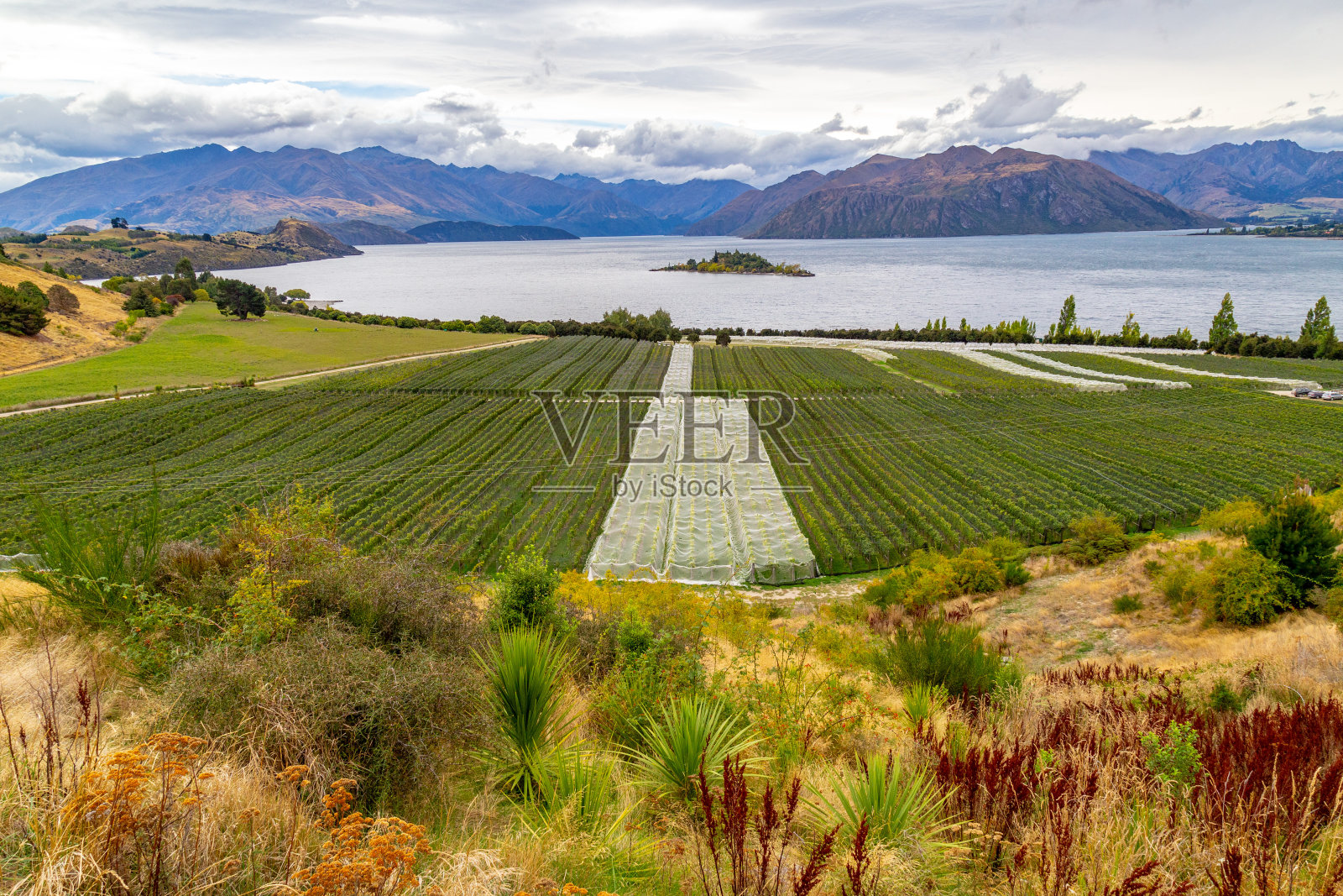 瓦纳卡湖和南阿尔卑斯山的葡萄园照片摄影图片
