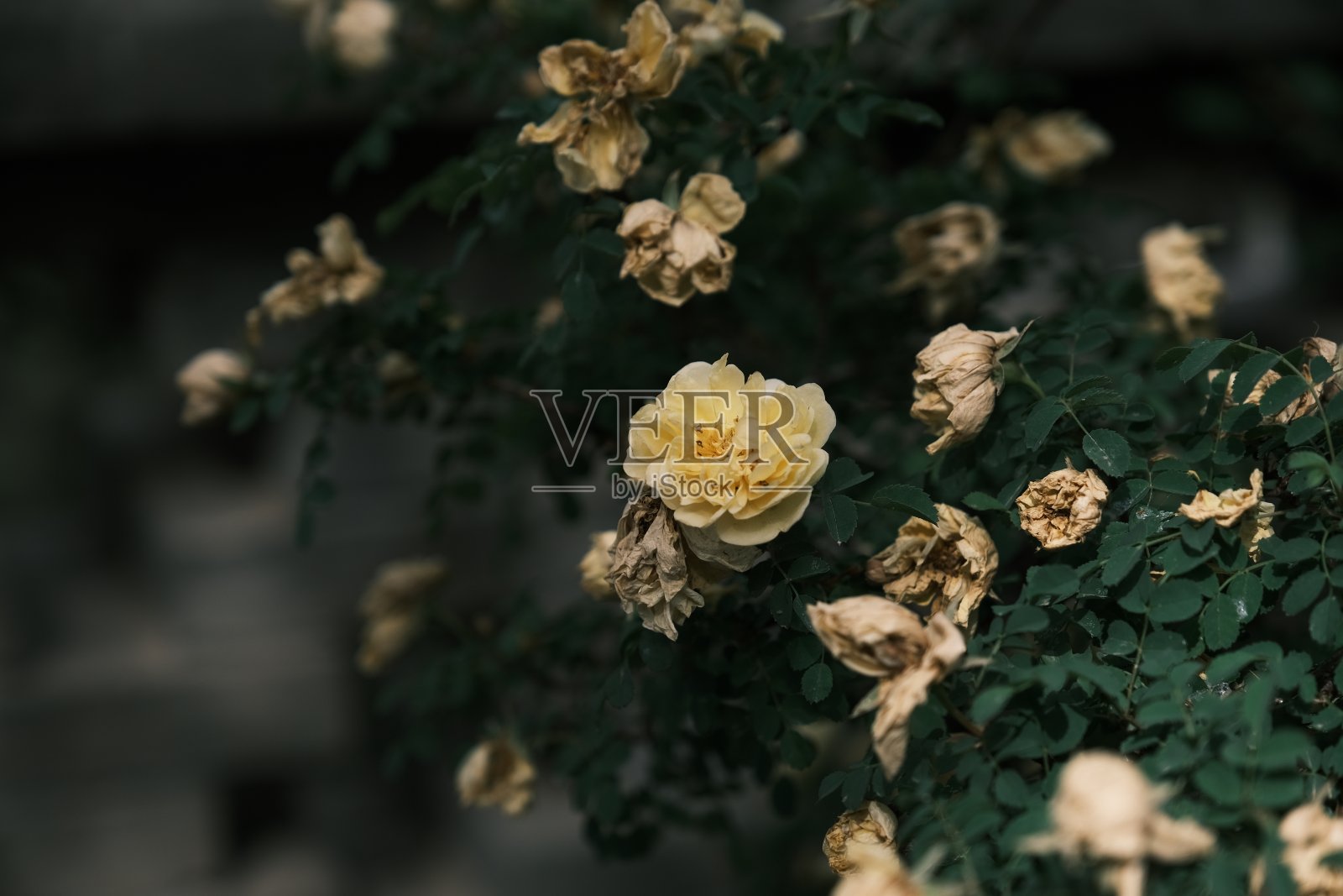 黄玫瑰照片摄影图片