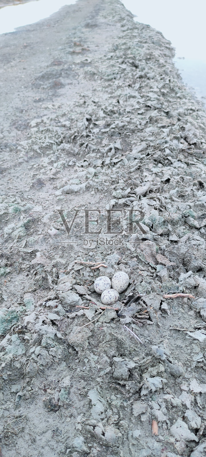 一窝鸟照片摄影图片