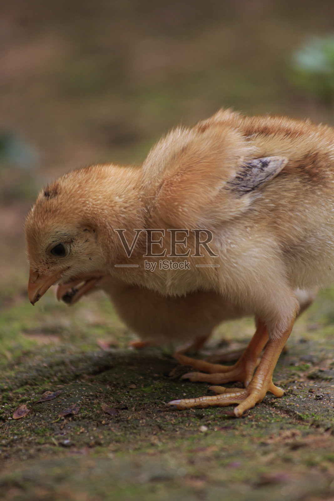 可爱的小鸡宝宝在一起吃虫子照片摄影图片