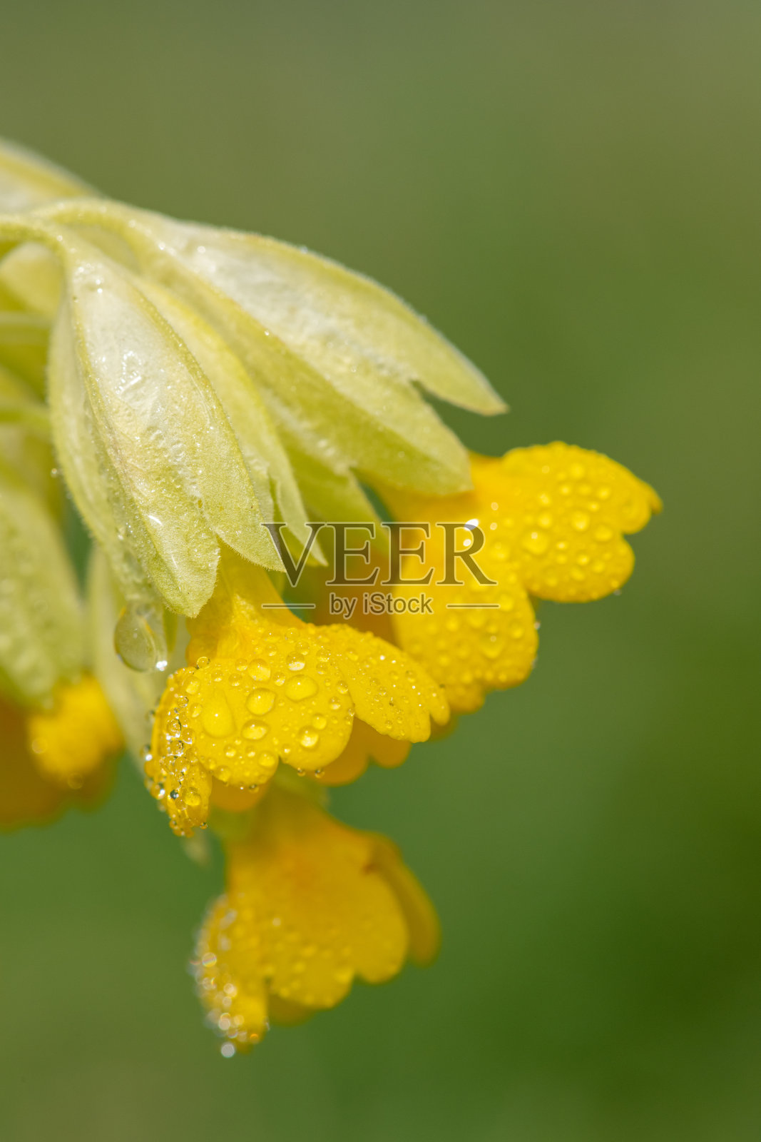 牛苞（Primula veris）花照片摄影图片