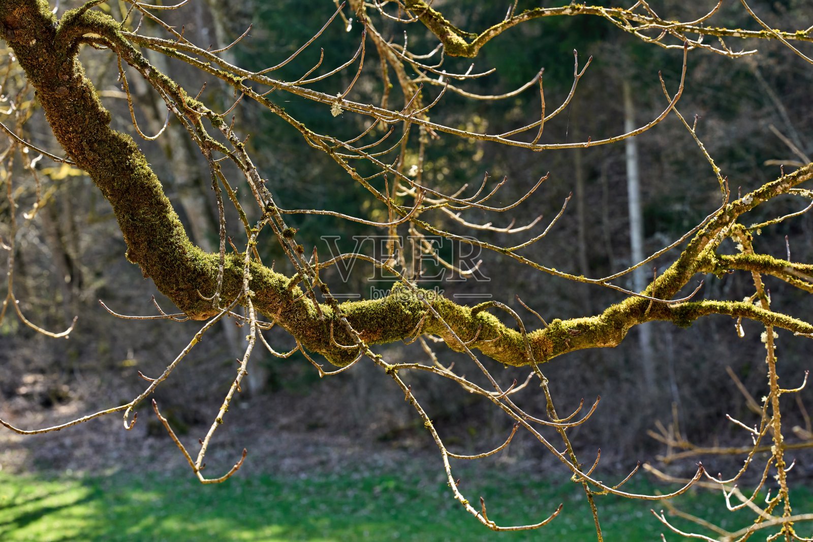 在春天的阳光下，光秃秃的苔藓树枝照片摄影图片