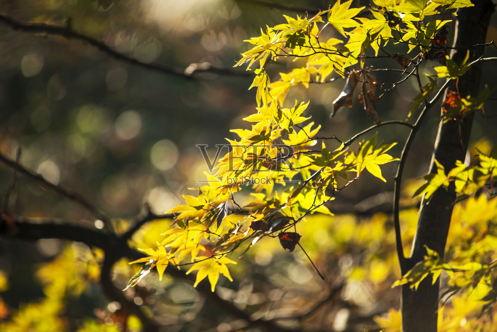 秋天的叶子照片摄影图片