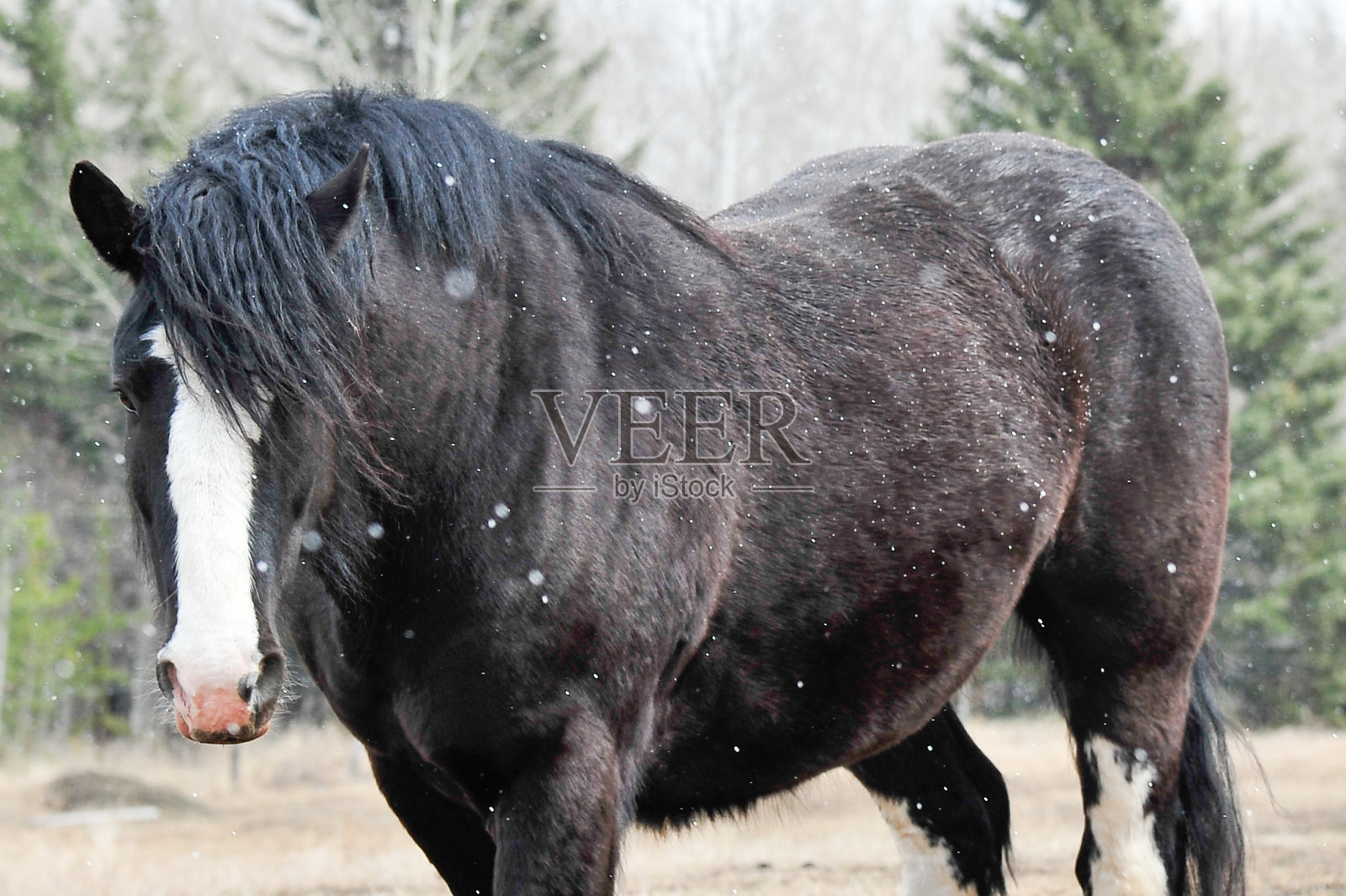 美丽的黑色照片摄影图片