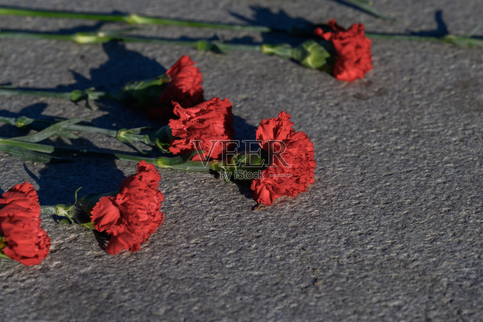 纪念碑附近的红色康乃馨花朵照片摄影图片