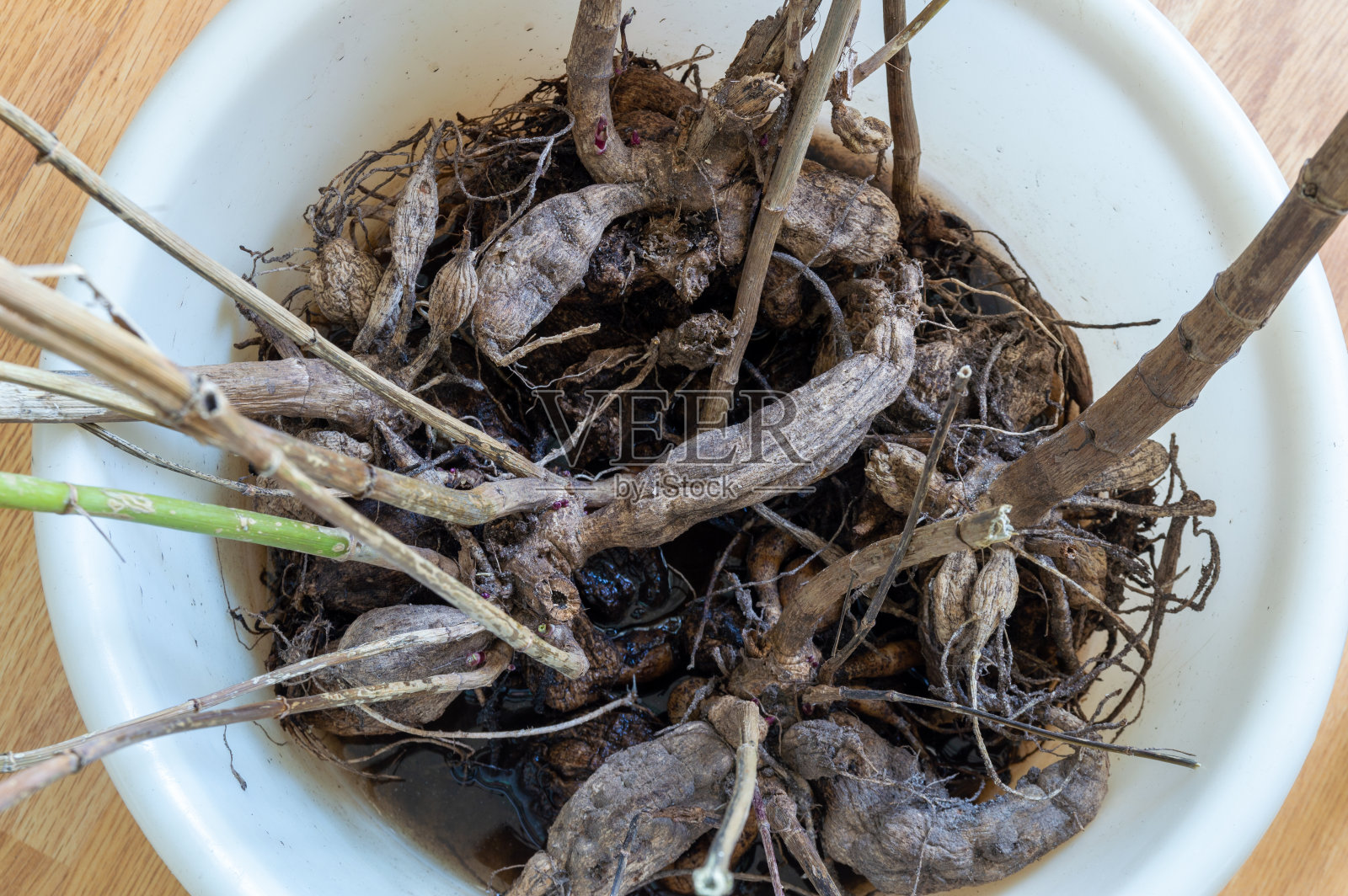 大丽花的根长在白色的盆里照片摄影图片