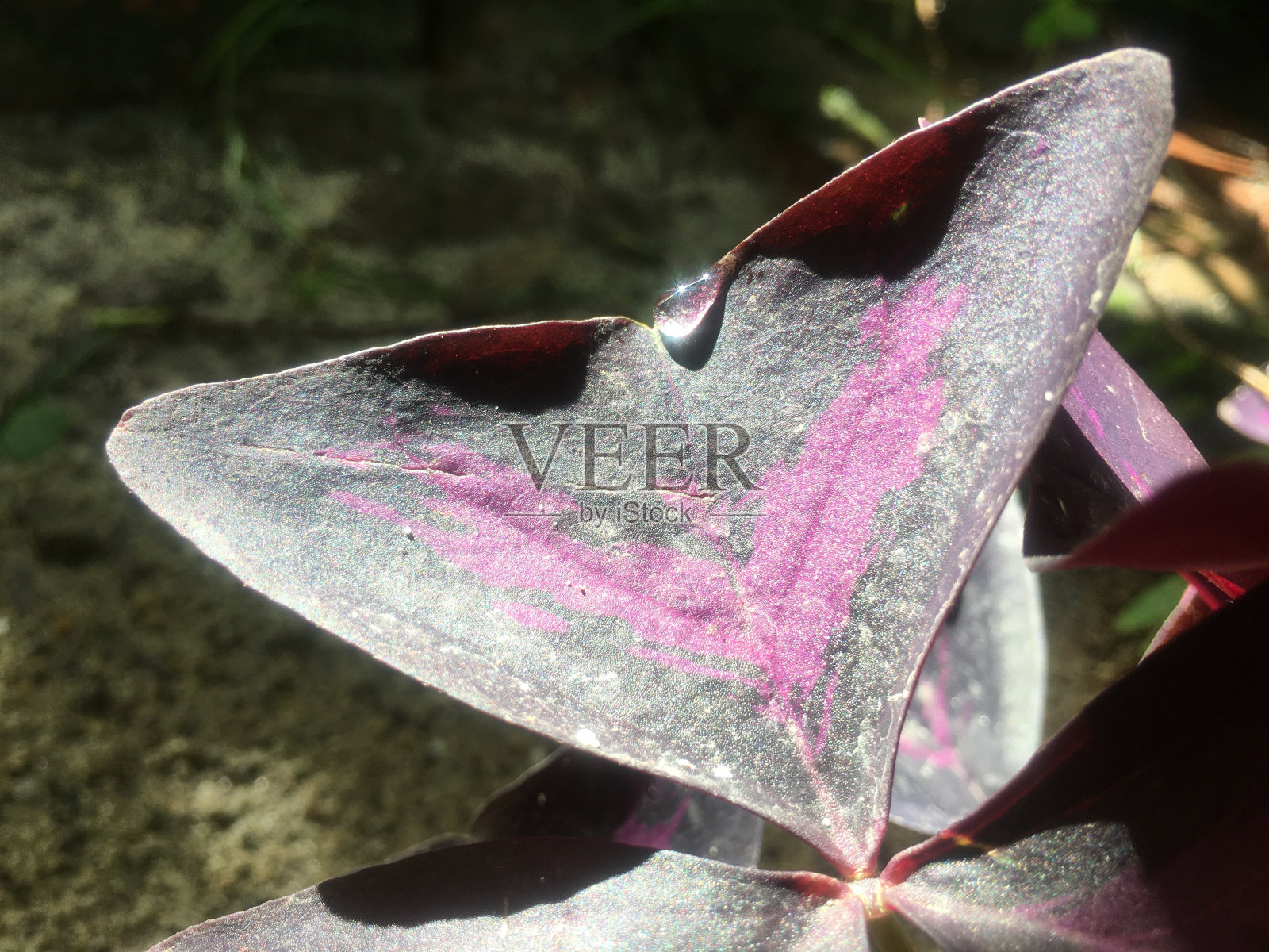 花园里紫黑的叶子照片摄影图片