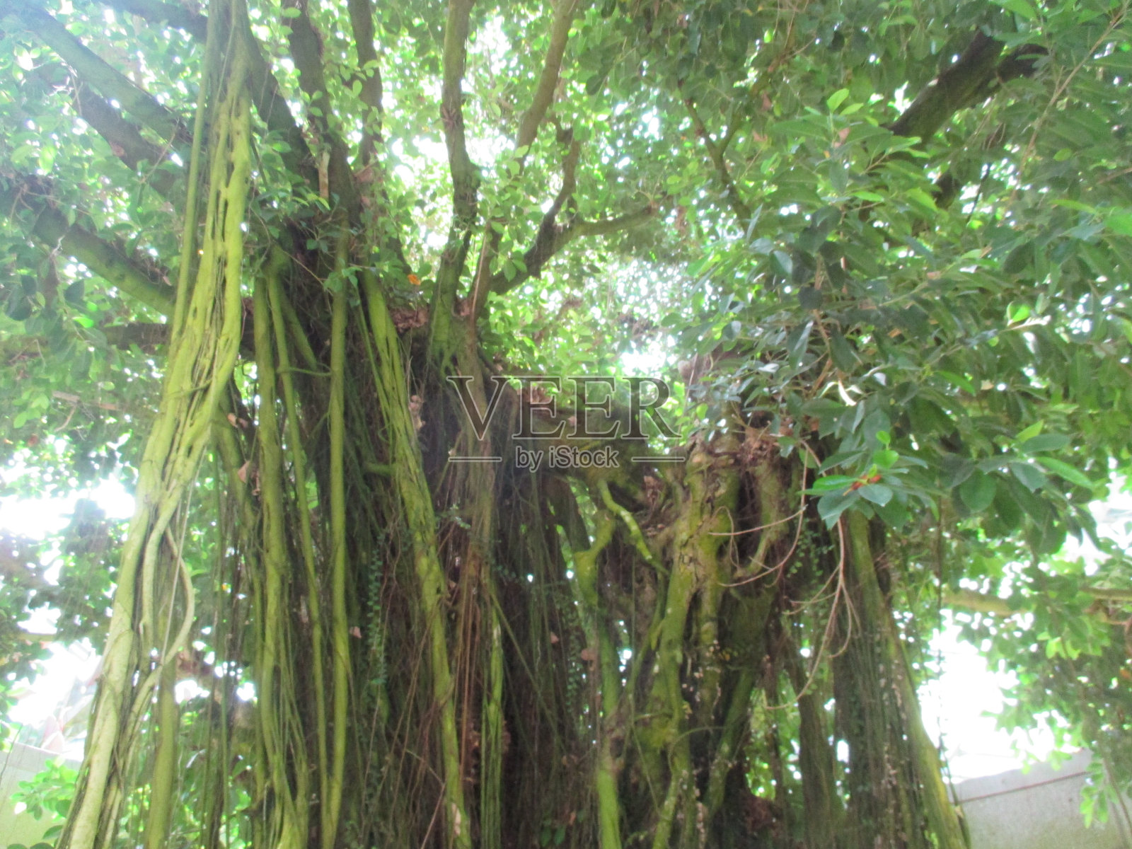 榕树，亚热带至热带地区榕树属的一种常绿乔木照片摄影图片