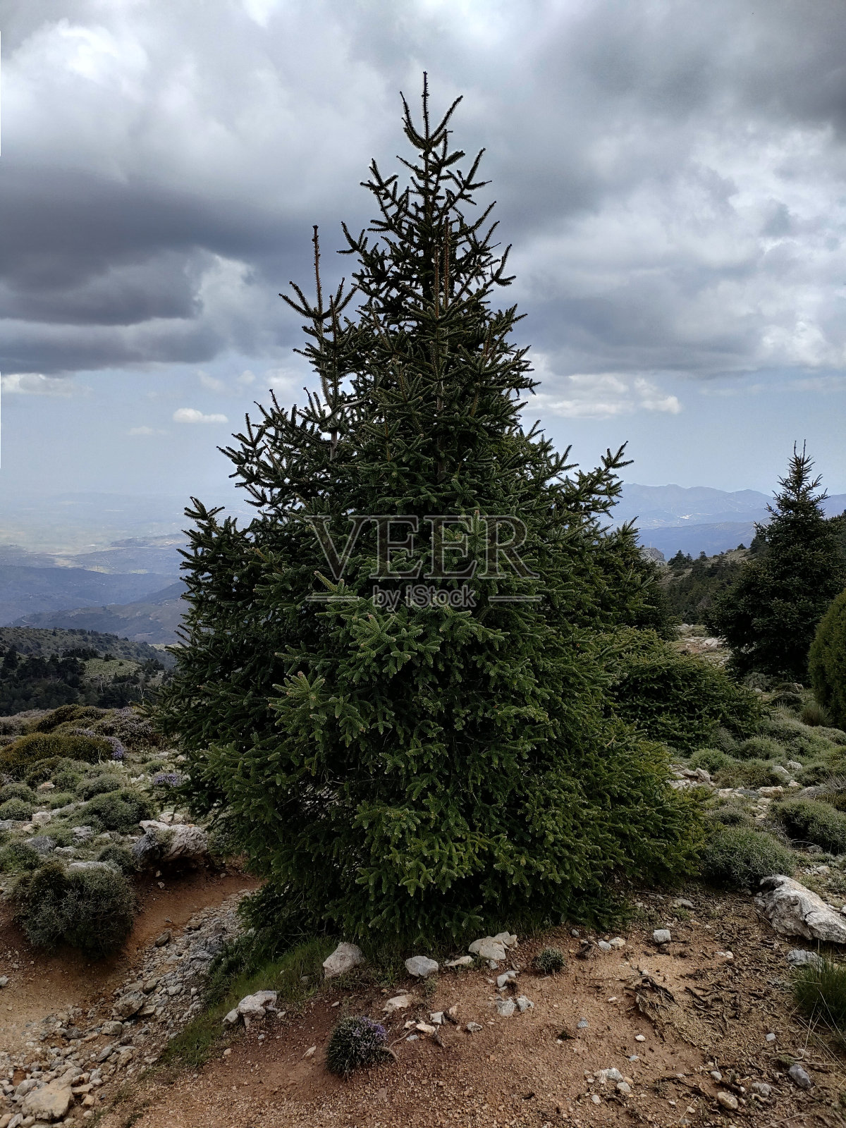 在安达卢西亚山脉的一种冷杉照片摄影图片