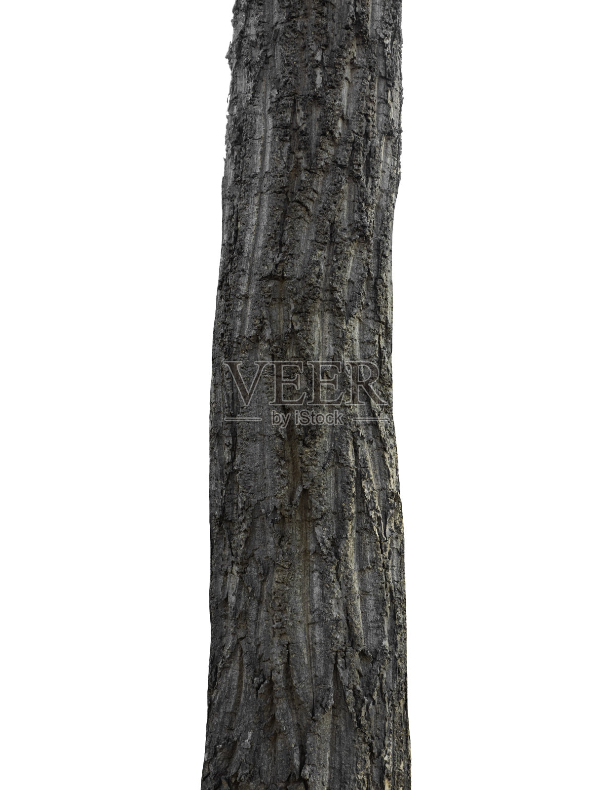 树干孤立的树在白色背景照片摄影图片