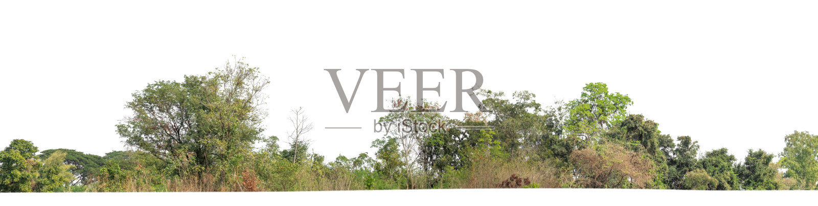 含剪切路径和Alpha通道的白色背景绿色树木，夏季森林树叶照片摄影图片