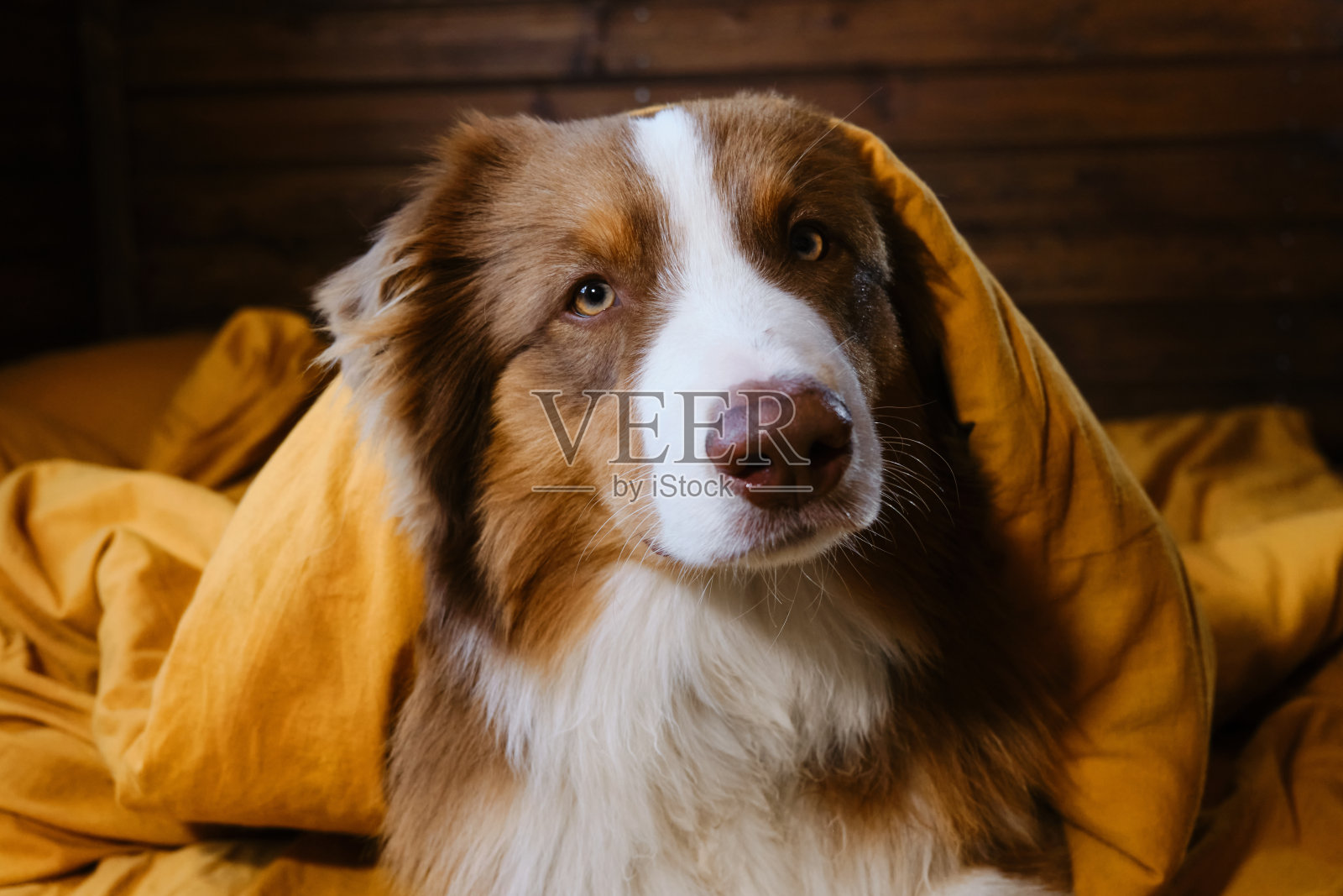 酒店和休息与宠物。年轻的澳大利亚牧羊犬已经盖上毯子，看着。可爱的小狗澳洲早上醒来在黄色的床上在家里。动物的行为像人的概念。照片摄影图片