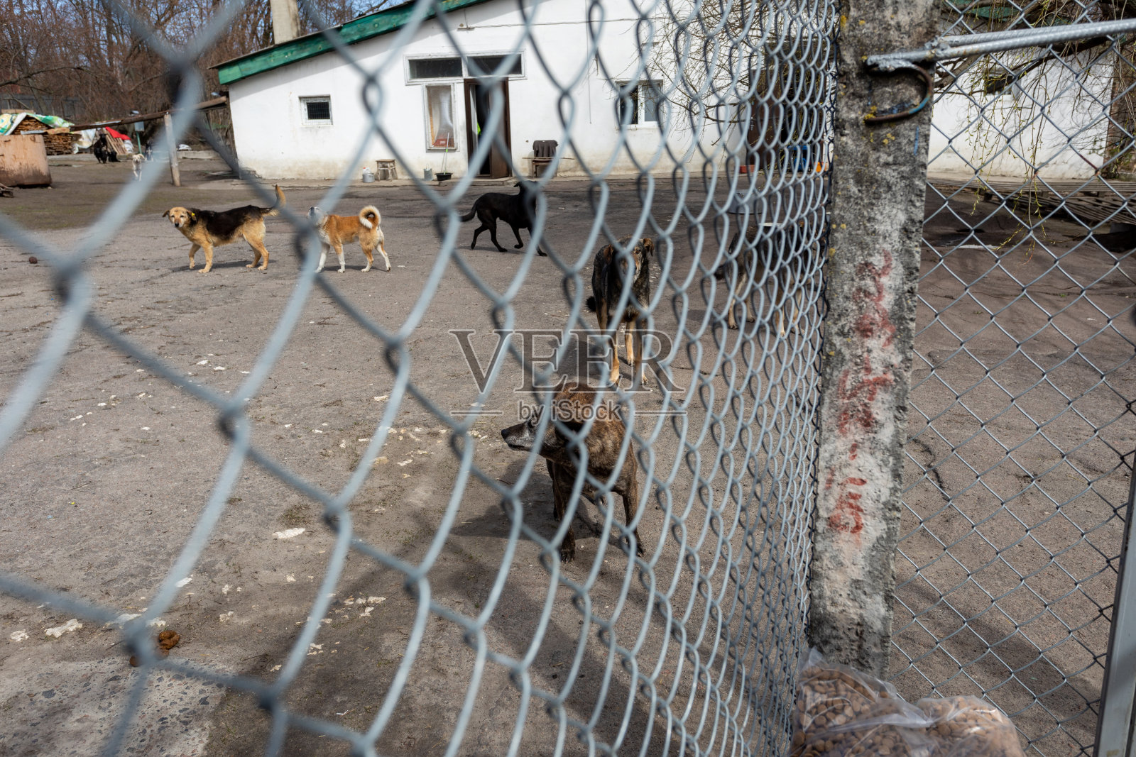 不同品种的狗的庇护所。照片摄影图片
