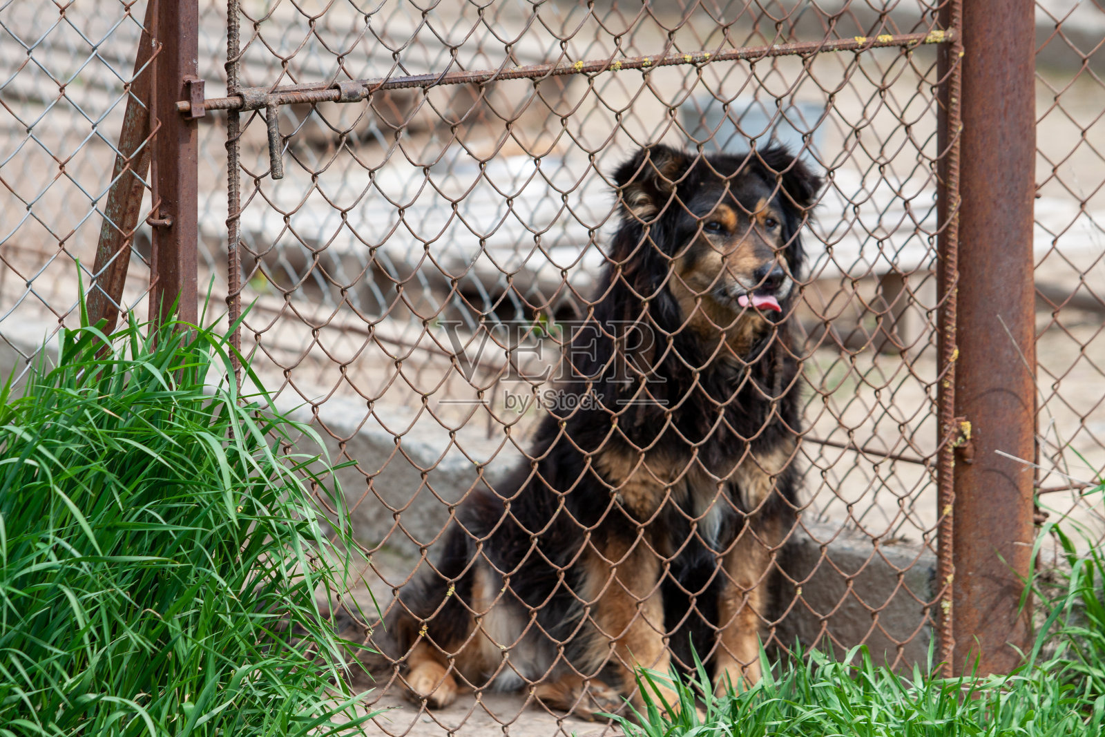 不同品种的狗的庇护所。照片摄影图片