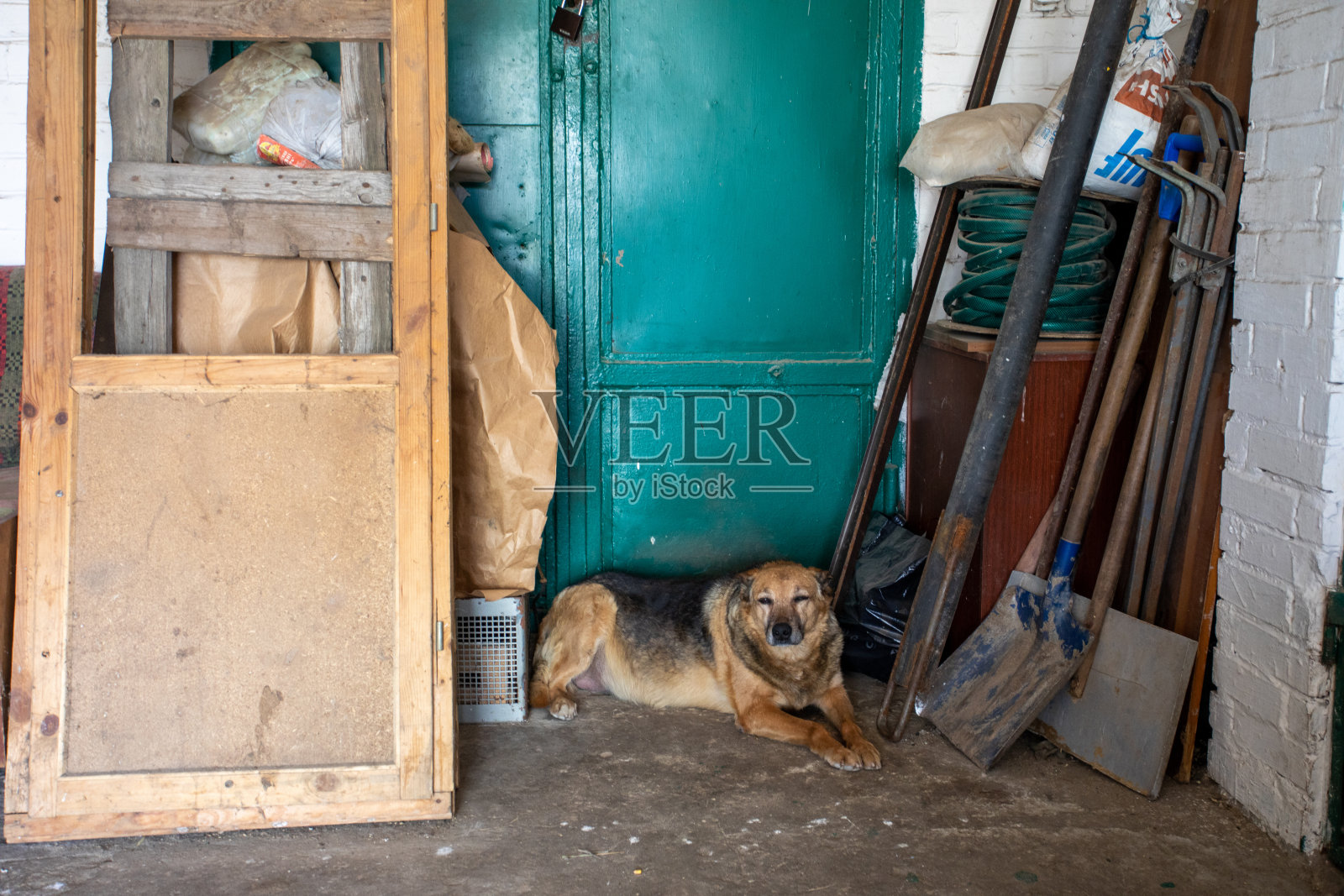 不同品种的狗的庇护所。照片摄影图片