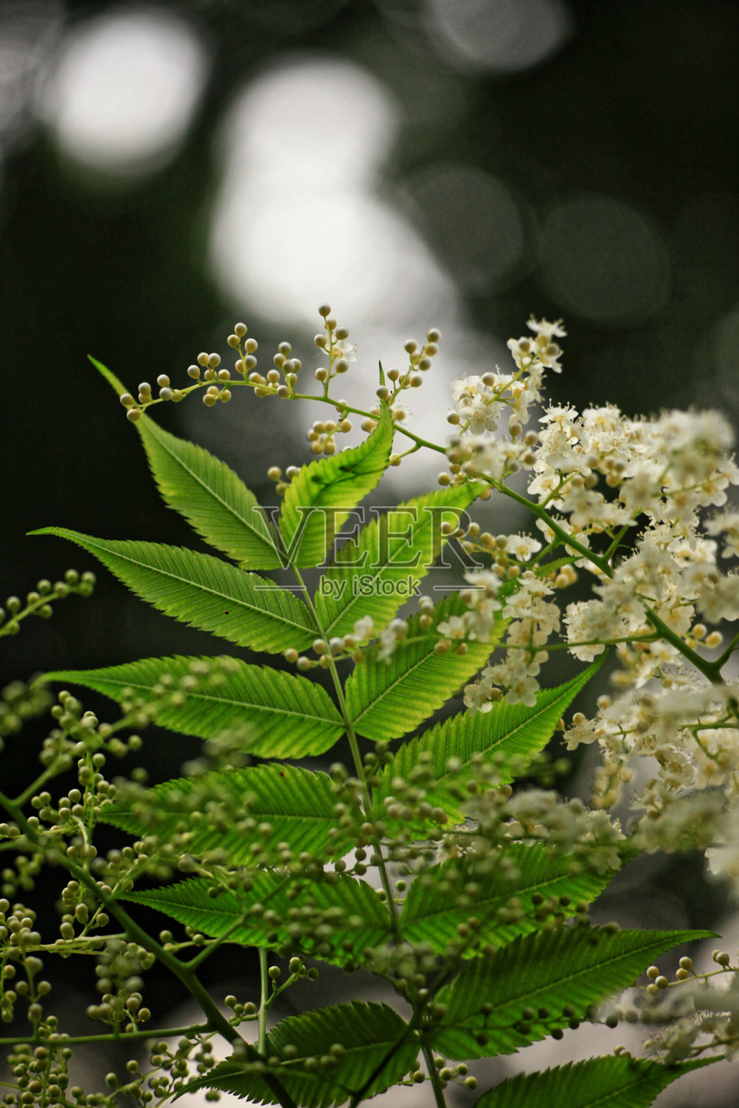 绿色的树叶照片摄影图片