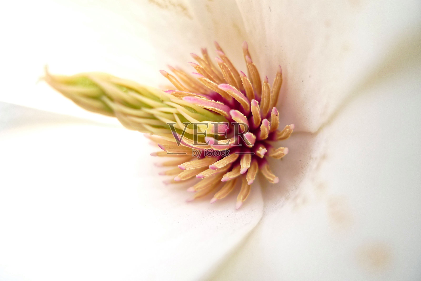 春天盛开的白花照片摄影图片