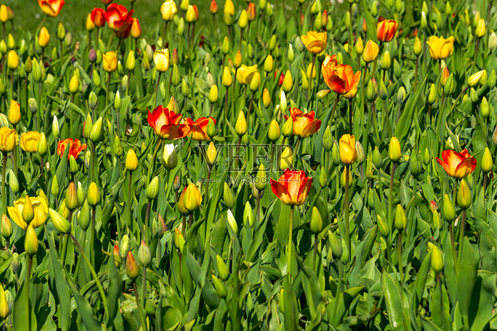 一整个花坛都是五颜六色的郁金香，还没有开花。照片摄影图片