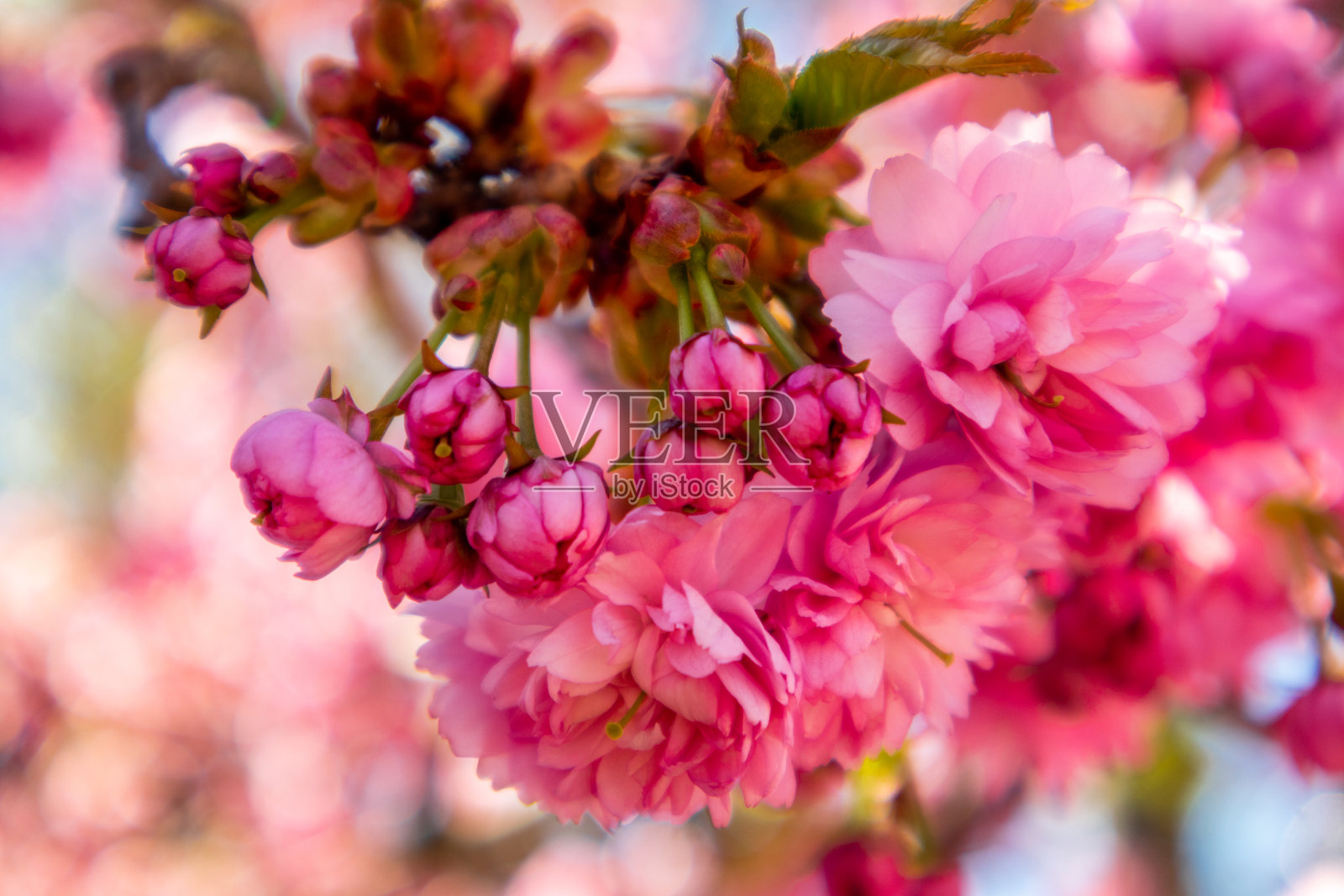 在巴特朗根萨尔察日式花园的远东发现之旅照片摄影图片